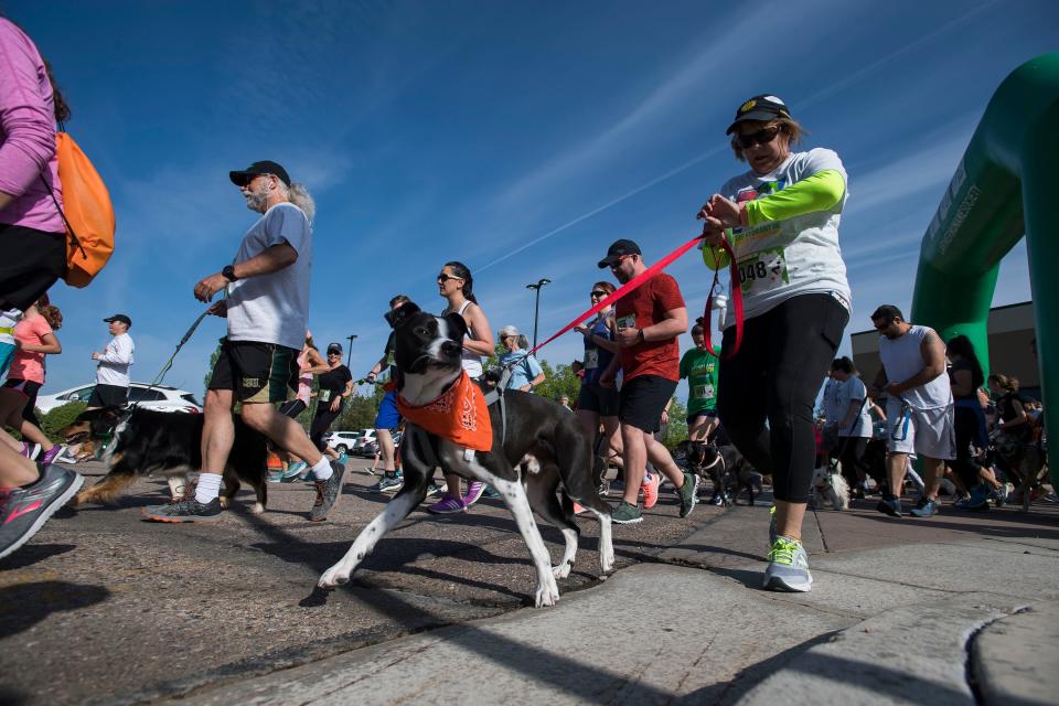 Race participants and their dogs run in the Larimer Humane Society's Fire Hydrant 5K on Saturday, June 1, 2019, at he Promenade Shops at Centerra in Loveland, Colo. 