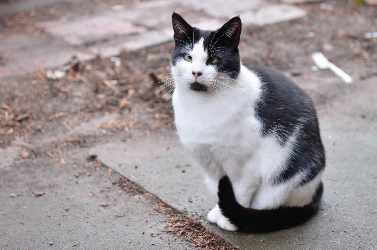 Bob the cross-eyed cat is struggling to find a home for Christmas - because she's cross-eyed