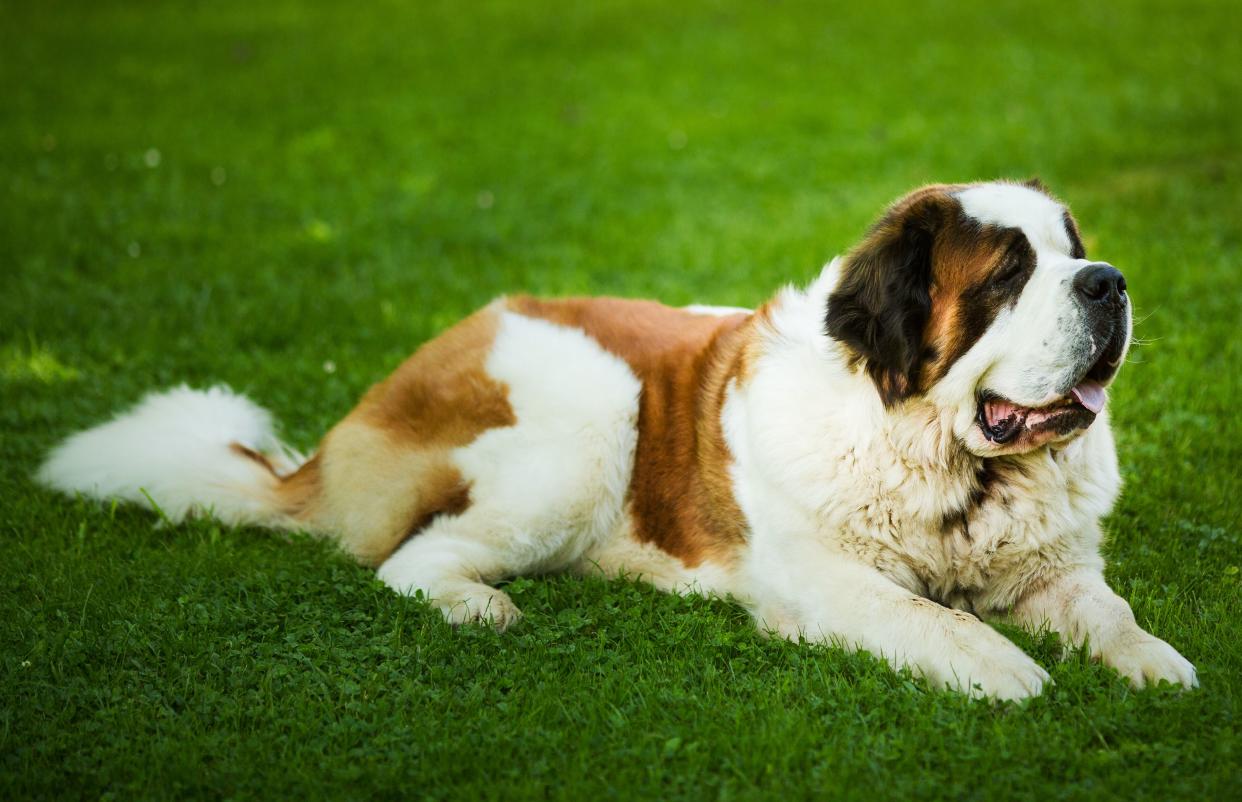 A St. Bernard dog laying in the grass, facing towards the right with a blurred background