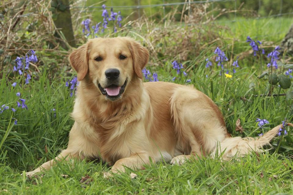 Golden Retriever