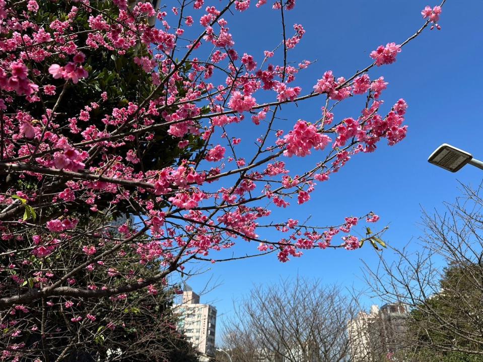 汐止區康誥坑溪兩岸步道為賞櫻熱點，美不勝收。（新北市景觀處提供）