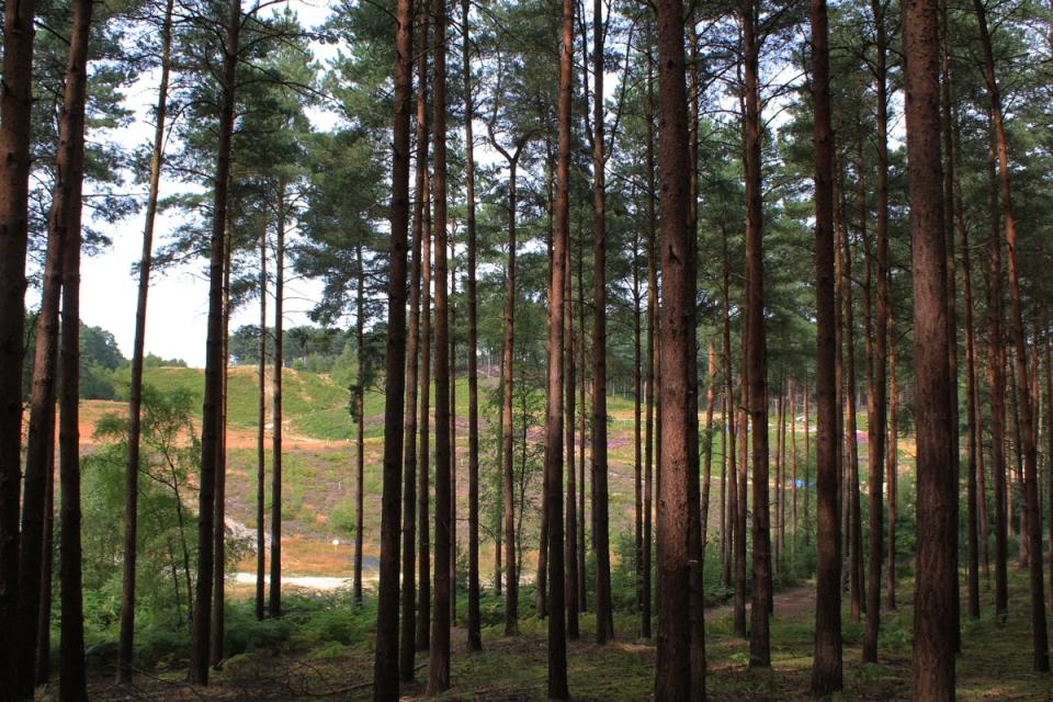 The Bourne Woods are familiar with a battle scene (Tim Sheerman-Chase)