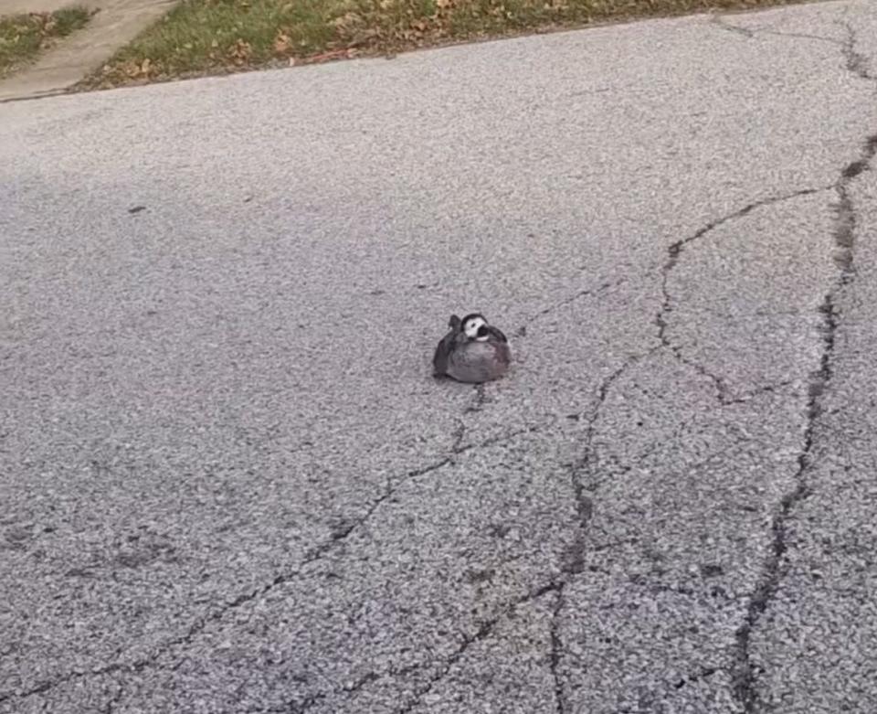 A young girl in Indiana found a long-tailed sea duck in the middle of the road in Greenfield, about 205 miles east from Indianapolis.