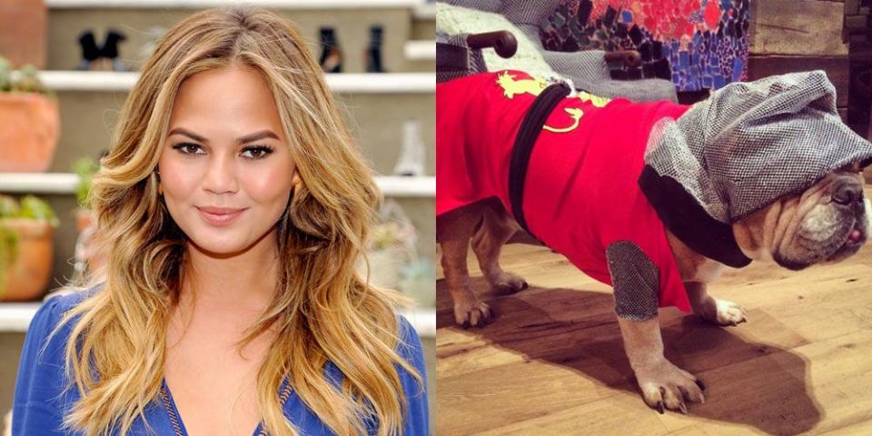 Chrissy Teigen's Dog, Pippa