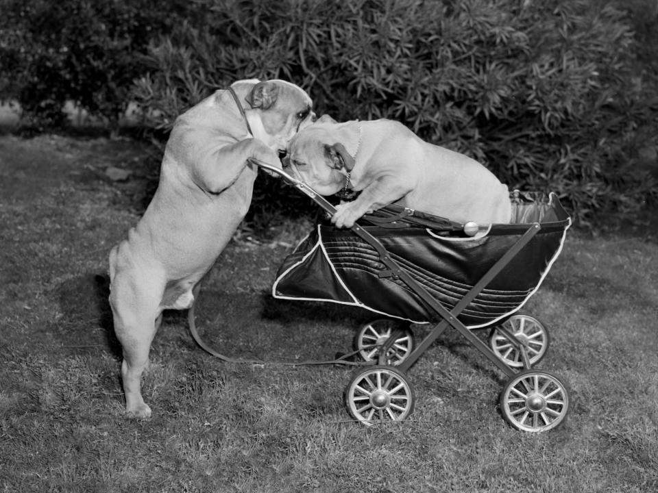 One bulldog pushes another bulldog in a stroller in 1949.