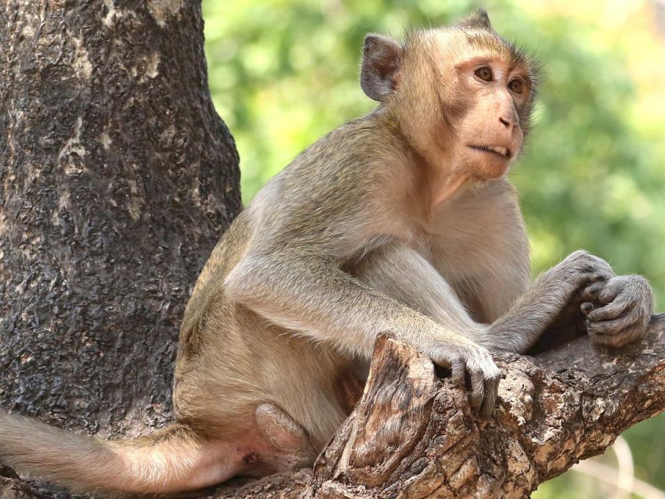 食蟹猴(Macaca fascicularis) 經常作為科研實驗之用，在COVID-19疫苗研究需求下，美國科學家開始呼籲政府建立戰備儲略。(維基百科/CC BY-SA 4.0)