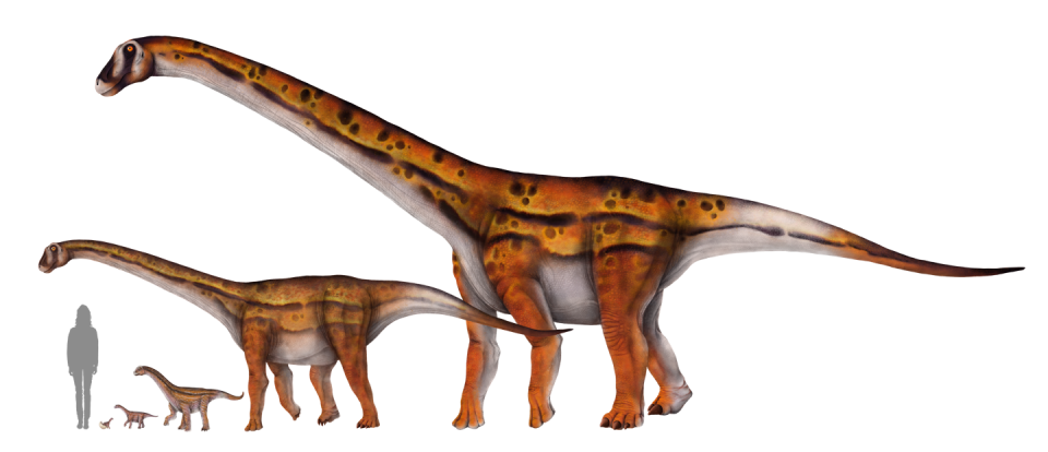 An illustration of a human standing next to five four-legged, long-necked dinosaurs of varying sizes, from a baby to a towering individual.