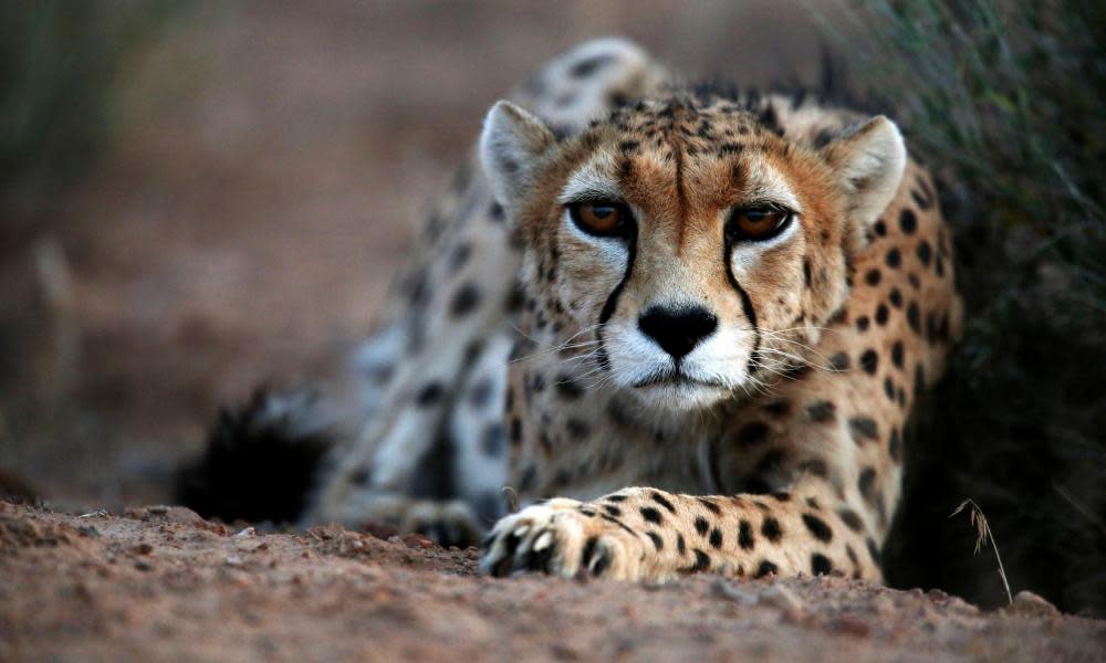 A male Asiatic cheetah.