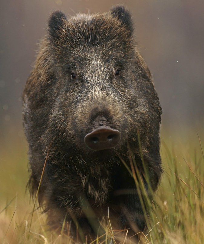 The boars are ingesting radioactive mushrooms (Picture: REX Features)