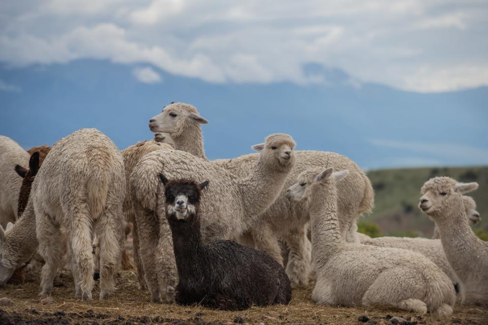 Alpacas at the Tenacious Unicorn Ranch