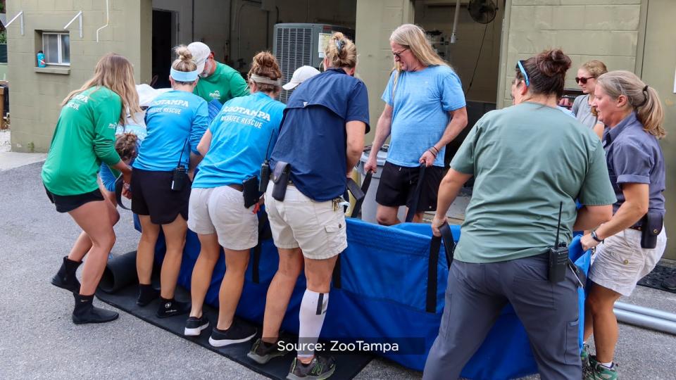 SeaWorld officials said the Columbus Zoo and Aquarium, Cincinnati Zoo & Botanical Garden, ZooTampa at Lowry Park and SeaWorld Orlando have partnered for several years to rehabilitate the eight orphaned manatees.