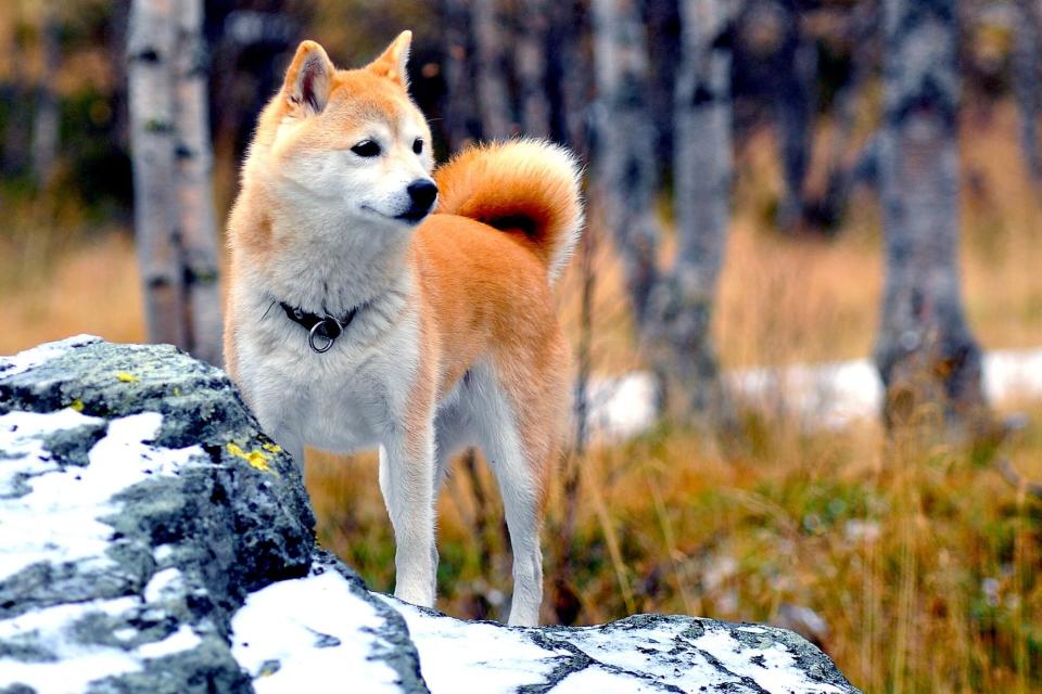 Red and white shiba inu stands on snowy rock