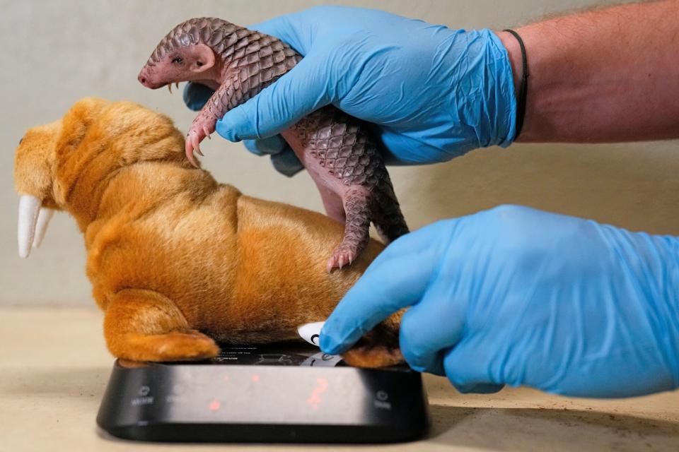 Baby Chinese pangolin is being weighed at the Prague Zoo, Czech Republic, . A female baby of Chinese pangolin has been born in the Prague zoo on Feb 2, 2023, as the first birth of the critically endangered animal on the European continent, and was doing well, the park said Baby Pangolin, Prague, Czech Republic - 23 Feb 2023