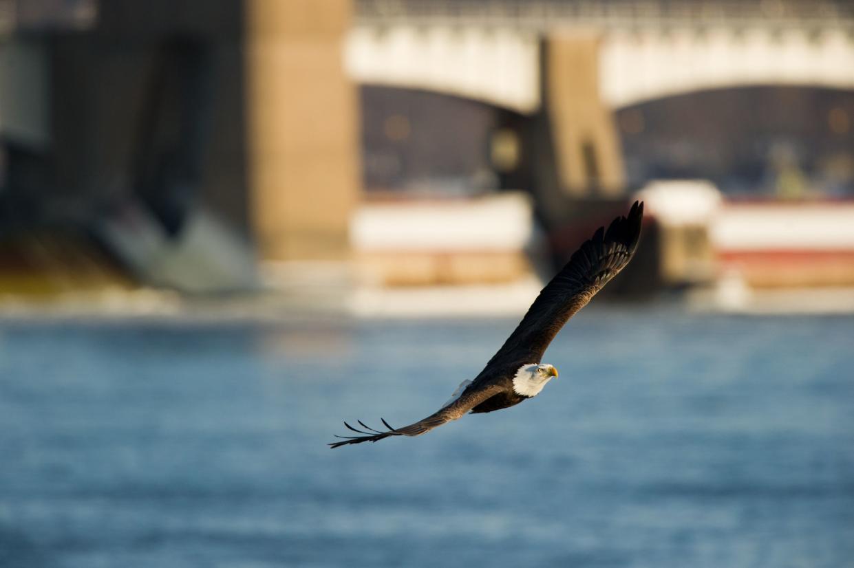 Bald eagle in flight over the Mississippi River with Lock and Dam 14 visible in the background, Le Claire, Iowa