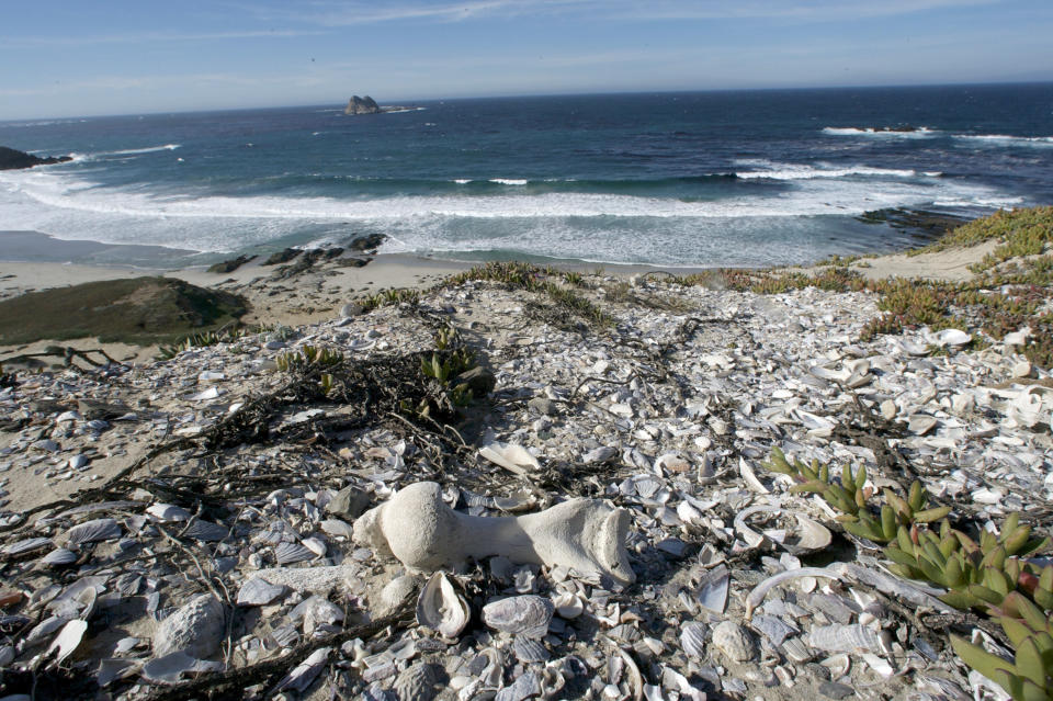 FILE - Remnants of discarded abalone, mussel and other shellfish that hold clues to an ancient human diet lie on a sand dune in San Miguel Island, Calif., on Tuesday, Jan. 6, 2009. The California Ocean Protection Council voted Thursday, Oct. 6, 2022, to provide $3.6 million to support the Tribal Marine Stewards Network, a collaboration between five coastal tribes and state government to protect marine ecosystems. (AP Photo/Damian Dovarganes, File)