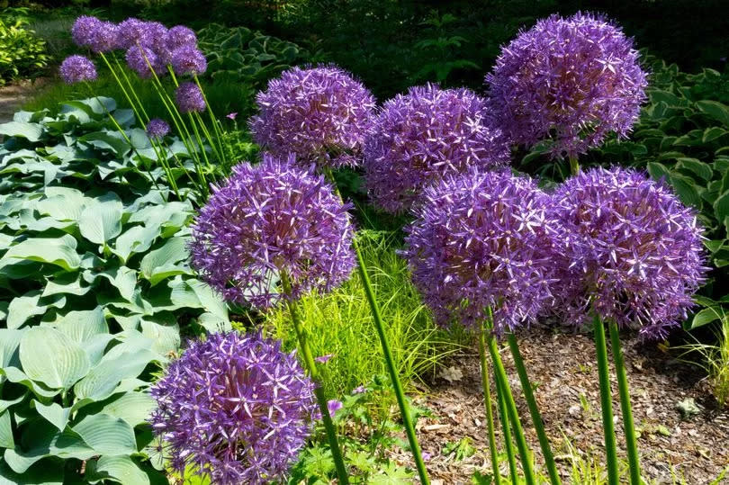 This is a stock photo of alliums and hostas. See PA Feature GARDENING Advice Joy. WARNING: This picture must only be used to accompany PA Feature GARDENING Advice Joy.