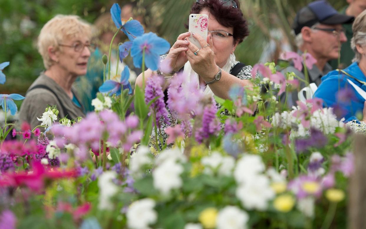 Visitors admire the displays at the Chelsea Flower Show 2016 - Â©Eddie Mulholland eddie_mulholland@hotmail.com