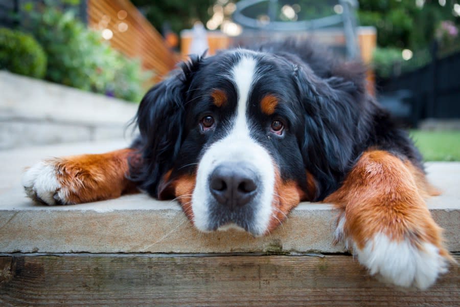The file image shows a Bernese mountain dog. (Getty Images)