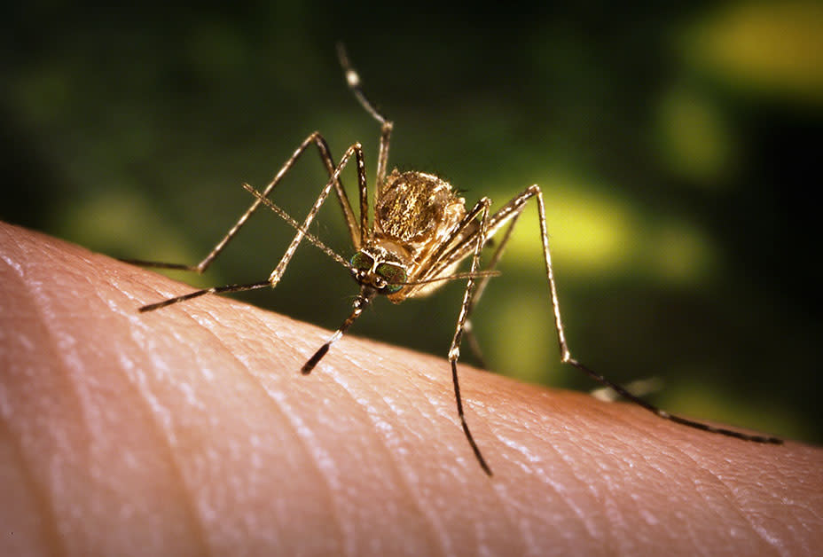 What are the symptoms of West Nile Virus?