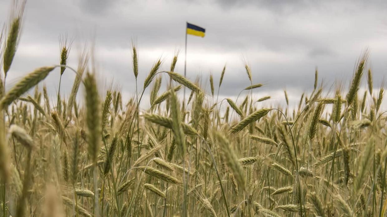 Ukrainian flag among the wheat field in Kyiv region. Stock photo: Getty Images