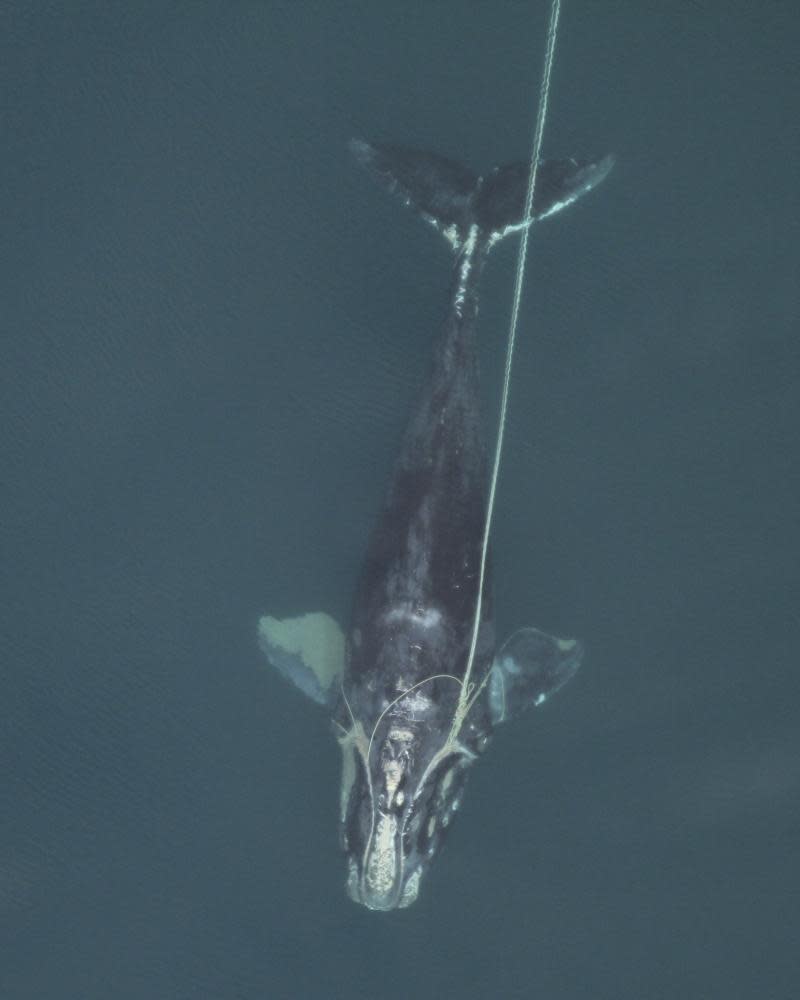 A female North Atlantic right whale entangled in fishing gear in 2010