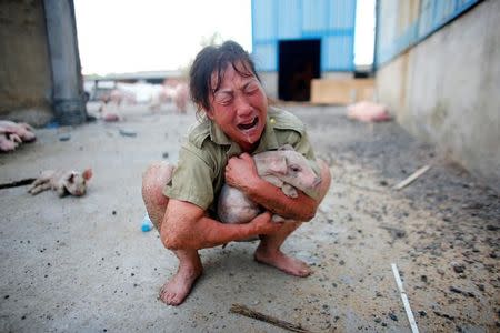 A woman cries as she holds a pig rescued from a flooded farm in Xiaogan, Hubei Province, China, July 22, 2016. REUTERS/Darley Shen