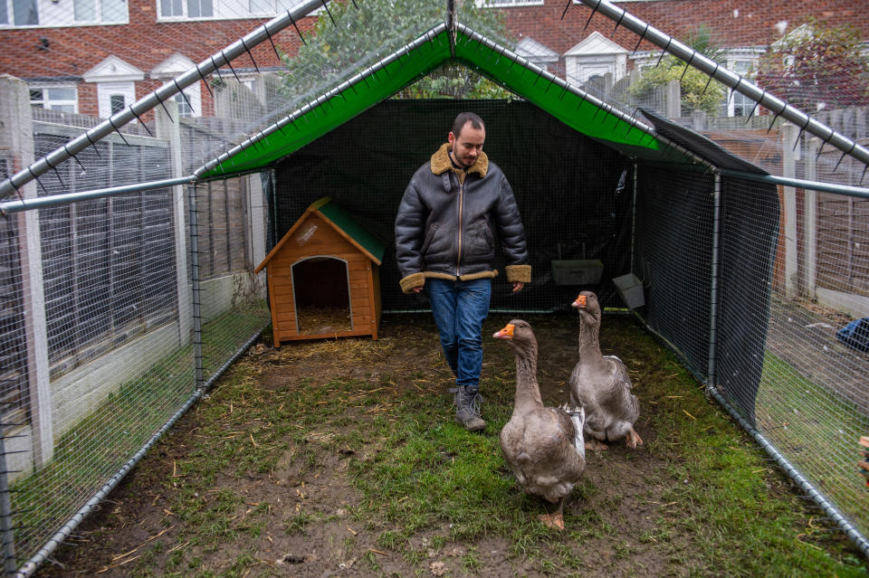 Sven Kirby, 34, has been served a noise abatement notice for his pet geese Norbert and Beep-Beep, pictured at home in Leeds, West Yorks., November 20 2020. See SWNS story SWLEgeese; A bachelor who bought two pet geese to keep him company has spoken of his devastation after the council ordered him to get rid of them - because of their constant honking. Sven Kirby, 34, bought the birds for Â£40 each in June and since then he has hand reared them to the point they freely waddle around his house wearing nappies. The geese, named Beep Beep and Norbert, are frequently been spotted walking with their beloved owner around Leeds, West Yorks., and they even accompany him to the pub. But Sven now faces the heartbreaking prospect of having to let them go after receiving an abatement notice from his local council saying the birds are making too much noise. The notice, from Leeds City Council, warns Sven he must "prevent the recurrence of the nuisance" within 28 days or face a fine of up to Â£5,000. The admin assistant said: "I love my geese, they're brilliant characters and great fun to keep as pets.