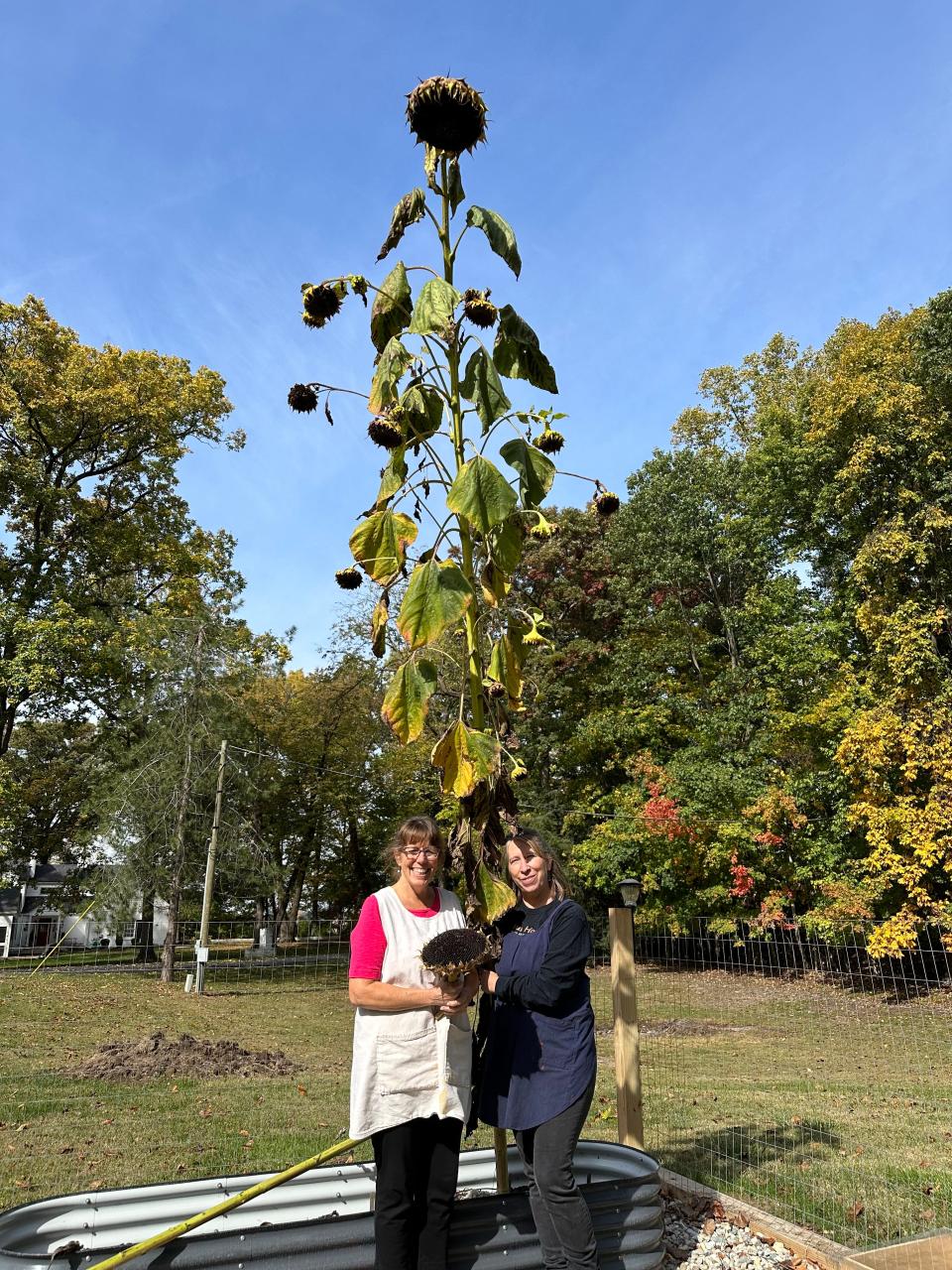 Michelle Salyers and her partner Linda Williams are by a sunflower. Over the summer, they cut down this sunflower in their garden so they could use the seeds to dye with.