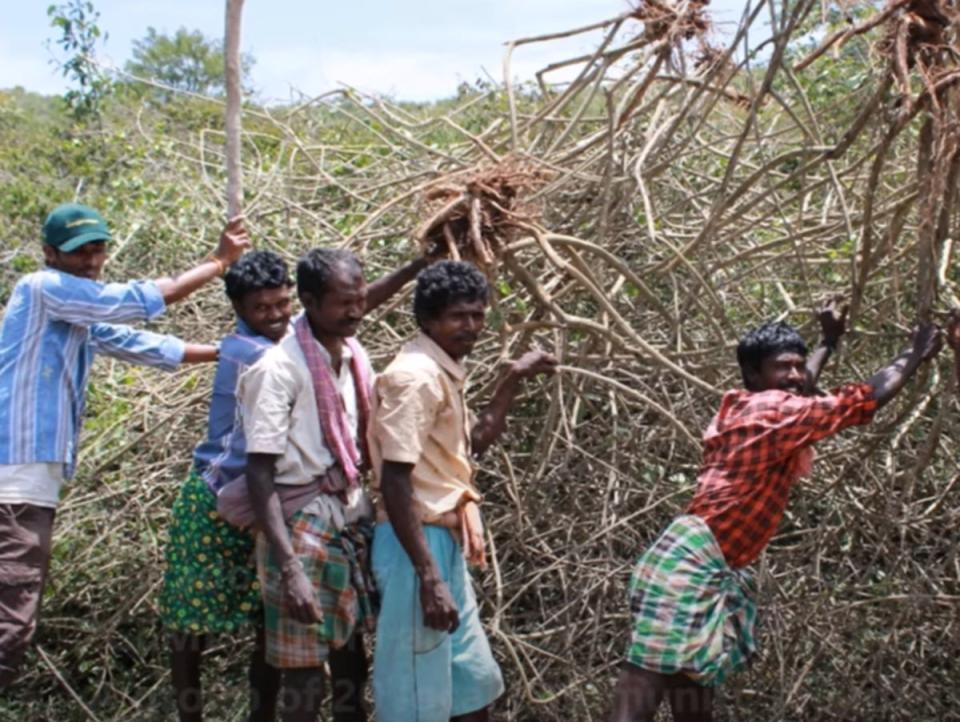 Community members removing ‘lantana’ from the Bandipur Tiger Reserve in Karnataka (Junglescapes / YouTube)