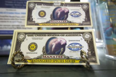 Novelty money featuring the Florida manatee are part of the numerous manatee branded items for sale at River Ventures in Crystal River, Florida January 15, 2015. REUTERS/Scott Audette