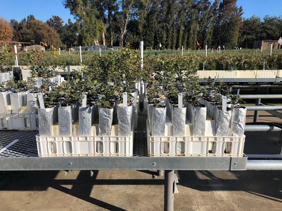 During 2020, the California Department of Forestry and Fire Protection grew oak seedlings at its Lewis A. Moran Reforestation Center in Davis to plant in the Whiskeytown National Recreation Area.