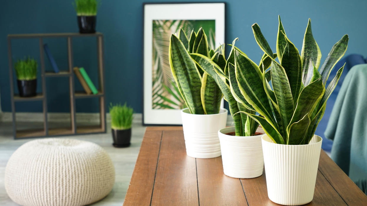  Snake plants on a table. 