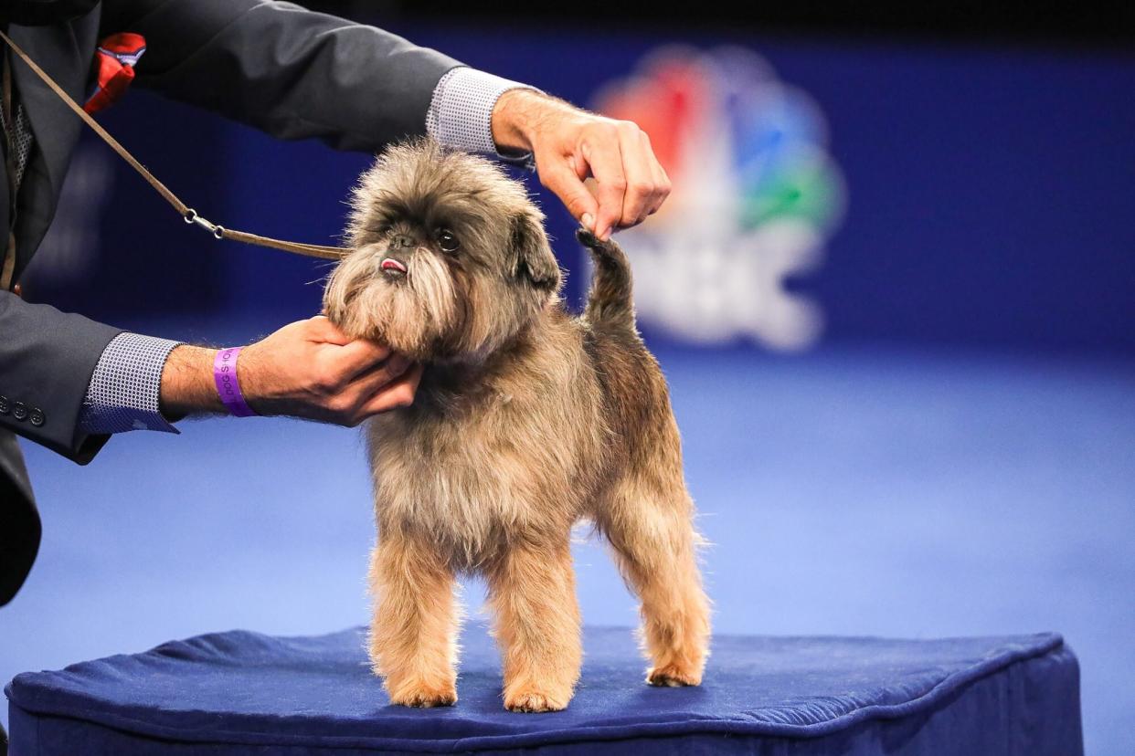 man showing his dog for judging at a dog show