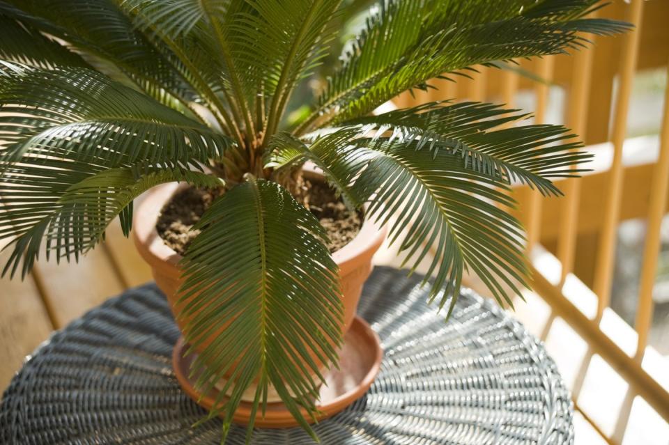 <p>'These houseplants are super fun additions to the home due to their spiky and ancient look. However, don't be fooled, as they're highly toxic when ingested, causing vomiting, diarrhoea, and in some cases liver failure,' explain Clear It Waste.<br></p>
