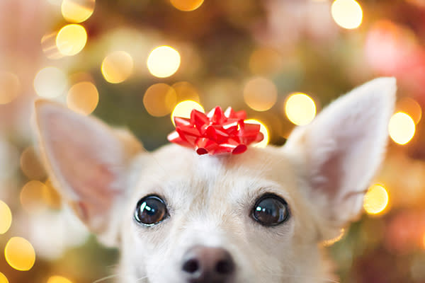 Refugios en Alemania prohiben la adopción de mascotas para Navidad. Foto: Hillary Kladke / Getty Images.