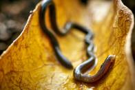 <p>Snakes are gross and terrifying, but maybe less so when they are about the size of a quarter. Also known as Leptotyphlops carlae, the world's smallest snake is thin as spaghetti, according to Reuters, and <a href="https://www.reuters.com/article/uk-snake-smallest/worlds-smallest-snake-is-as-thin-as-spaghetti-idUKN0151253520080803" rel="nofollow noopener" target="_blank" data-ylk="slk:only grows to about 4 inches long;elm:context_link;itc:0;sec:content-canvas" class="link ">only grows to about 4 inches long</a>. And don't worry, they aren't venomous. </p>