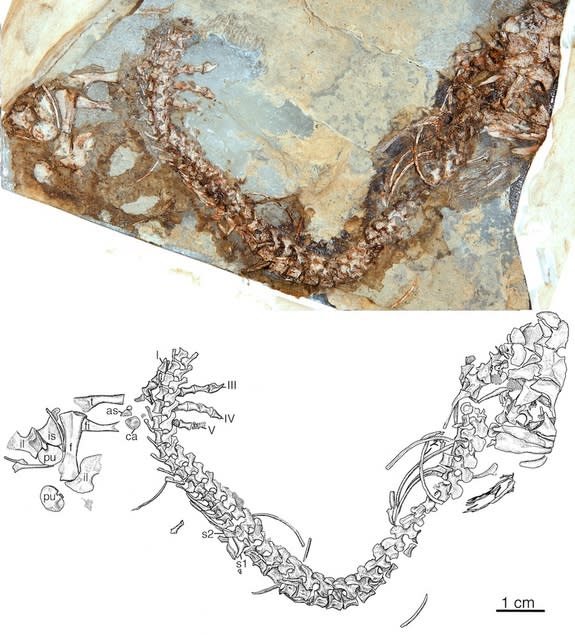 The fossilized skeleton of <i>Eocasea martini</i>, found near Hamilton, Kan.