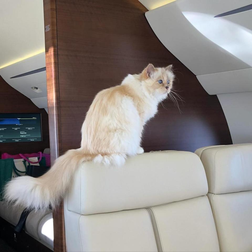 Choupette has 263,000 followers on Instagram and has her own agent. Choupette Lagerfeld/Instagram