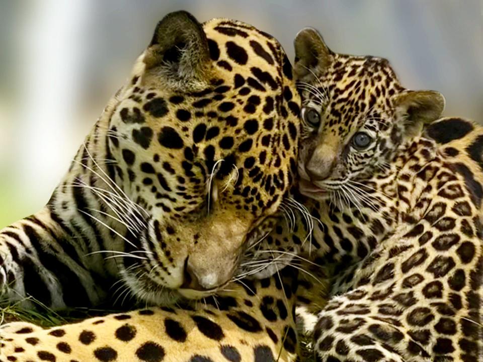 Jaguar Banks, as a cub, played with his mother Babette at the Jacksonville Zoo and Gardens