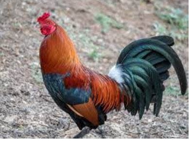Picture of a rooster