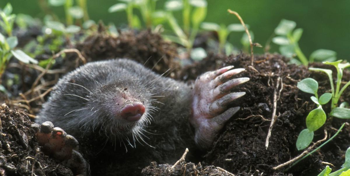 How to get rid of Moles