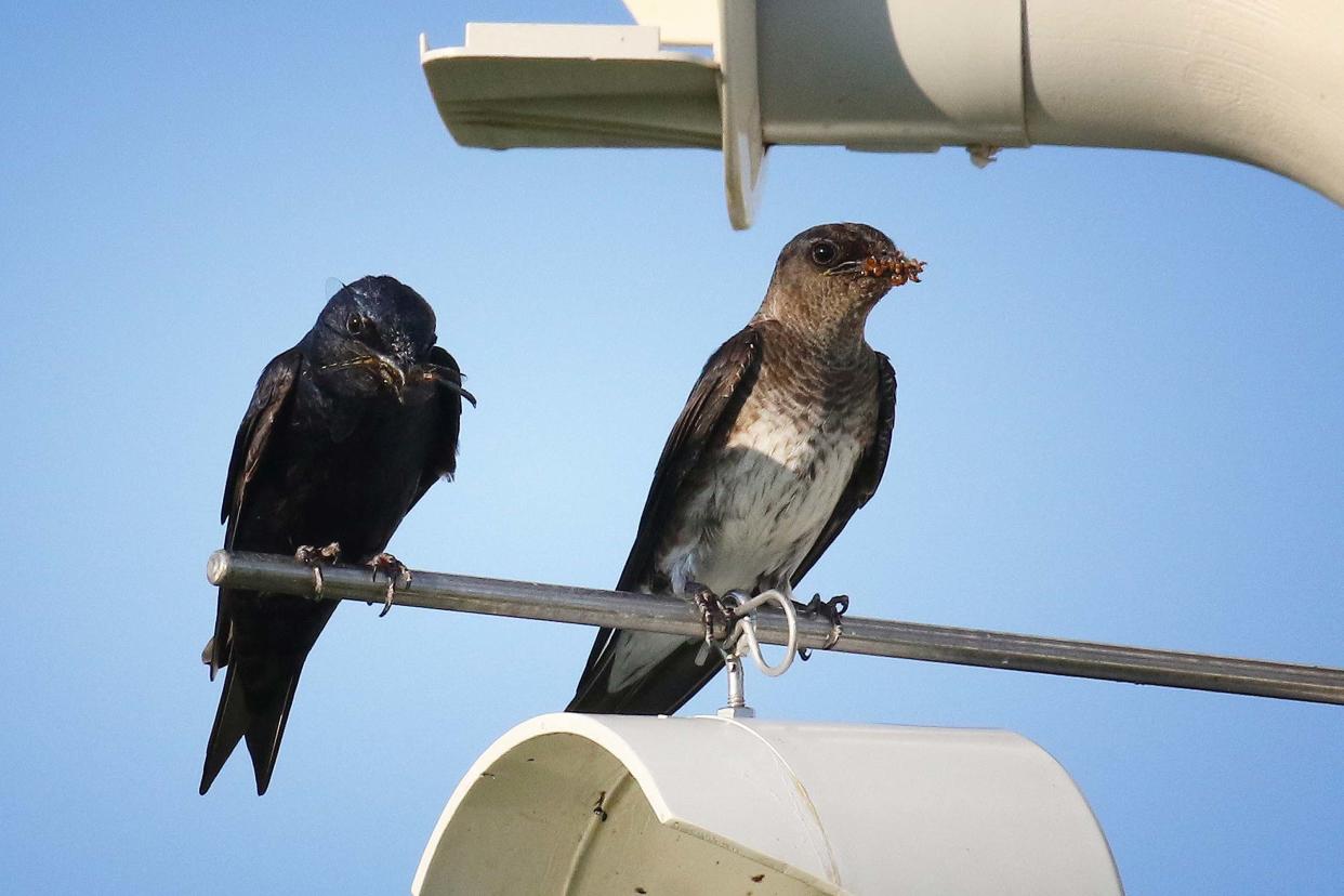 A purple martin pair, both with bugs in their beaks for their nestlings, perch at their cavity opening, ready to poke food in gaping mouths.