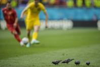 Pigeons on the pitch during the Euro 2020 soccer championship group C match between Ukraine and North Macedonia at the National Arena stadium in Bucharest, Romania, Thursday, June 17, 2021. (AP Photo/Vadim Ghirda, Pool)
