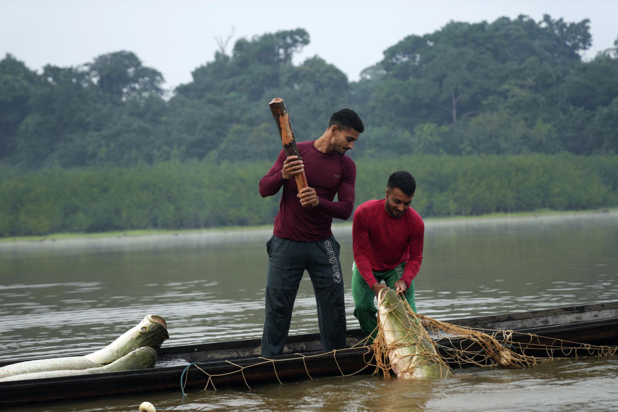 Fishermen brothers Gibson, right, and Manuel Cunha Da Lima raise a pirarucu fish from a lake in San Raimundo settlement, at Medio Jurua region, Amazonia State, Brazil, Monday, Sept. 5, 2022. When the fishers catch one, they haul in the net and club the fish in the head. Then they put it in their small boat. When it's very heavy, two or three men are required to do the job. (AP Photo/Jorge Saenz)