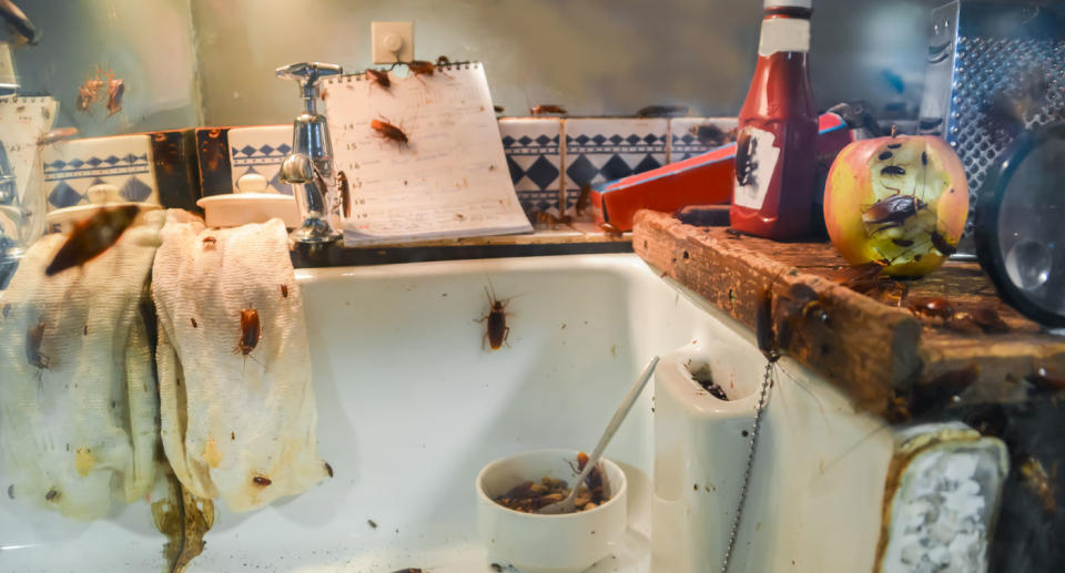 Cockroaches in kitchen as pest controller warns about millions swarming Australia this summer.