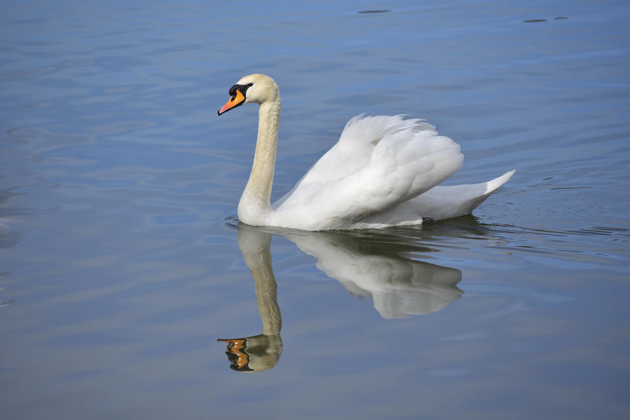 Les adolescents auraient confondu le cygne avec un canard.