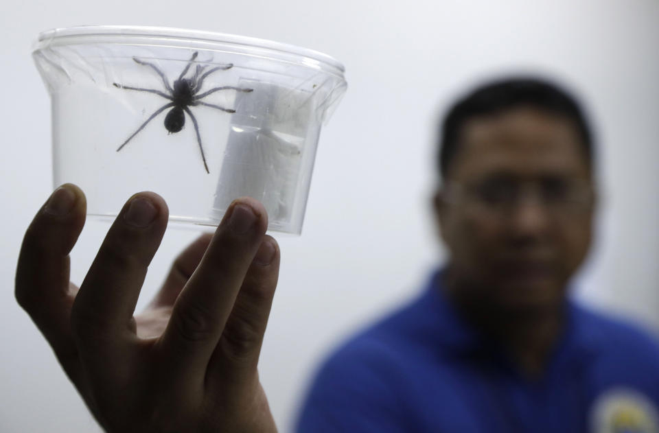 A staff of the Philippine Department of Environment and Natural Resources shows one of the 757 Tarantulas kept inside plastic containers at their office in metropolitan Manila, Philippines on Wednesday, April 3, 2019. Philippine Customs District Collector Carmelita Talusan said in a statement that 757 live Tarantulas, with an estimated value of P310,000 (about US$6,000), were seized by customs agents at Manila's airport last April 1. The endangered wildlife species were found concealed in gift-wrapped oatmeal and cookie boxes and was shipped from Poland. (AP Photo/Aaron Favila)