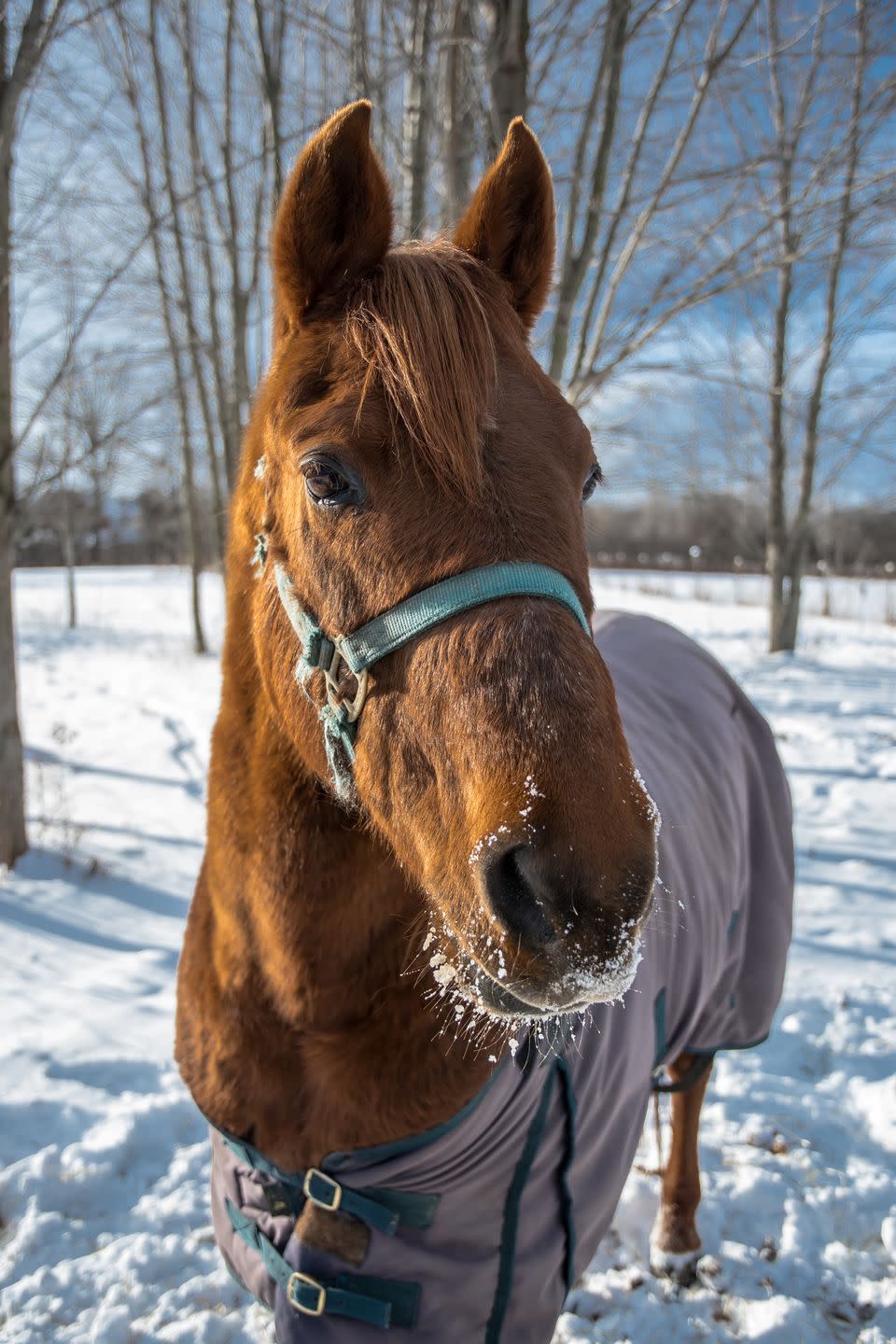 morgan horse