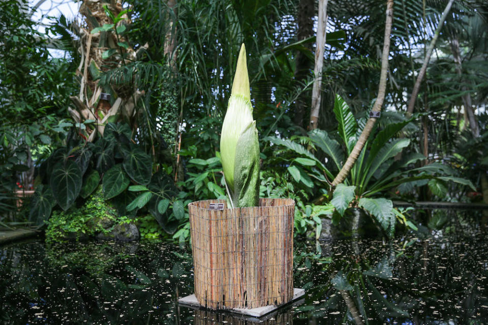 Countless people are watching this corpse flower, waiting for it to bloom and release the putrid smell of rotting flesh.