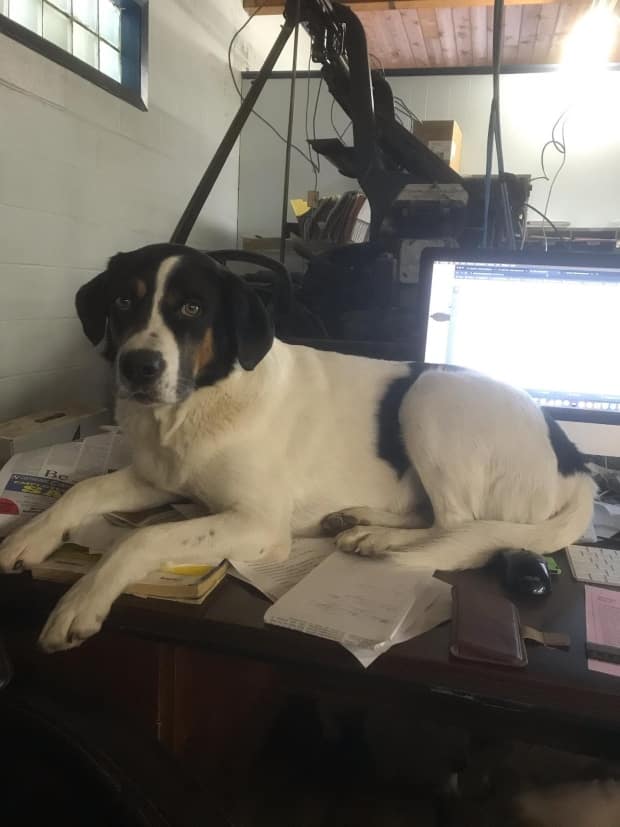 Andy Labdon's dog Bobo often takes over his desk at Wadena News.  (Submitted by Andy Labdon - image credit)